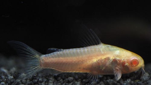 Corydoras pygmaeus M